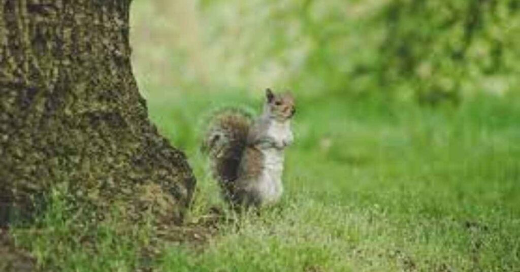 how to get rid of squirrels