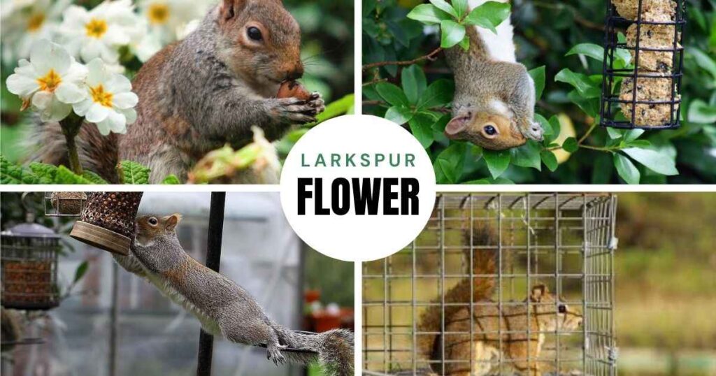 how to get rid of squirrels