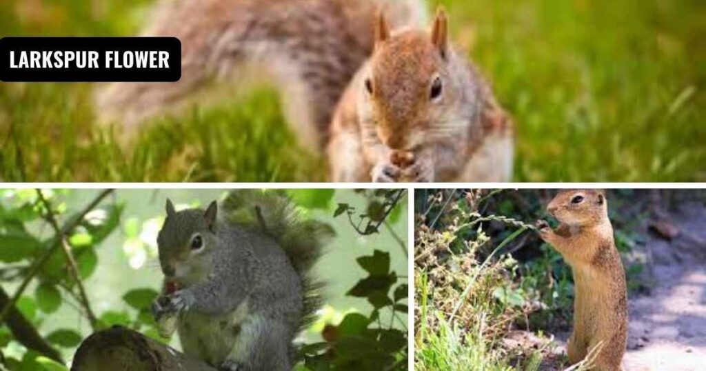 how to get rid of squirrels