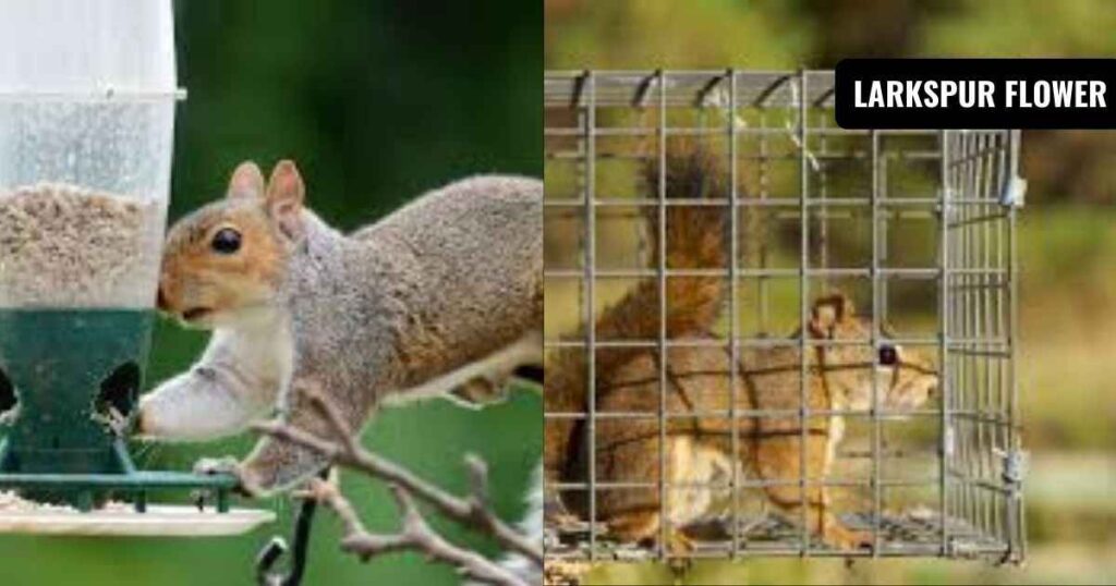 how to get rid of squirrels