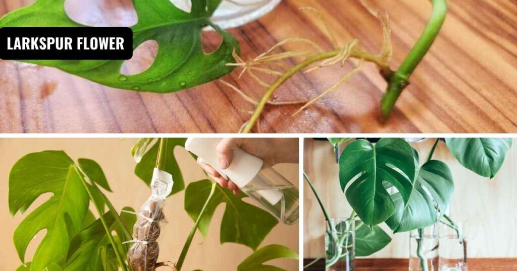 how to propagate monstera