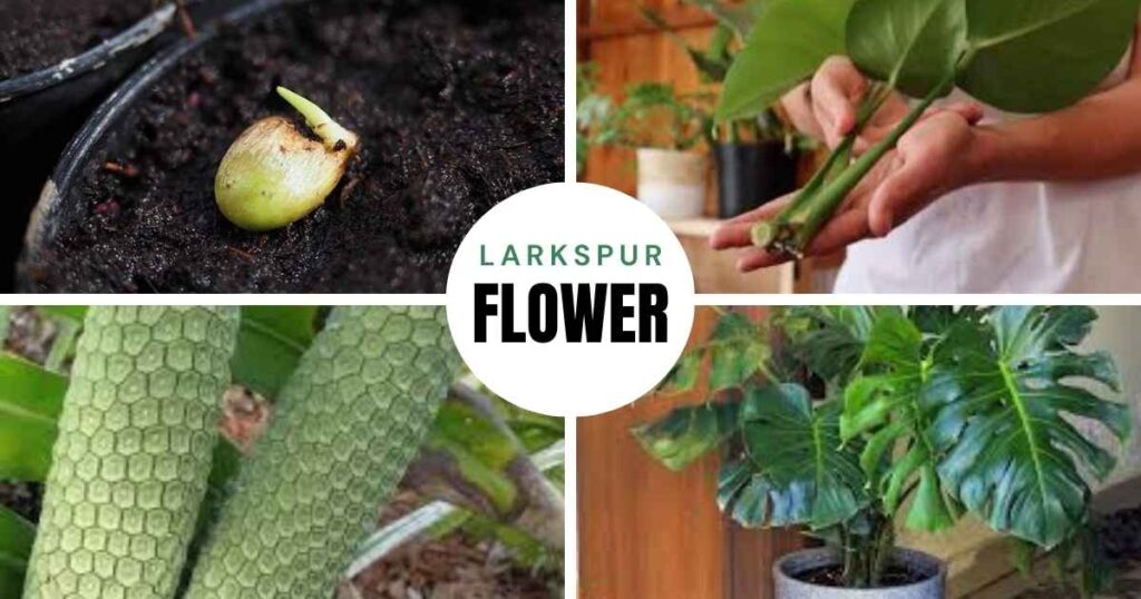 how to propagate monstera