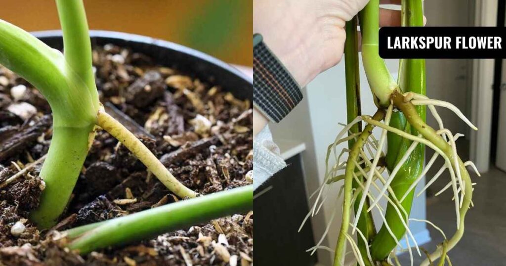 how to propagate monstera