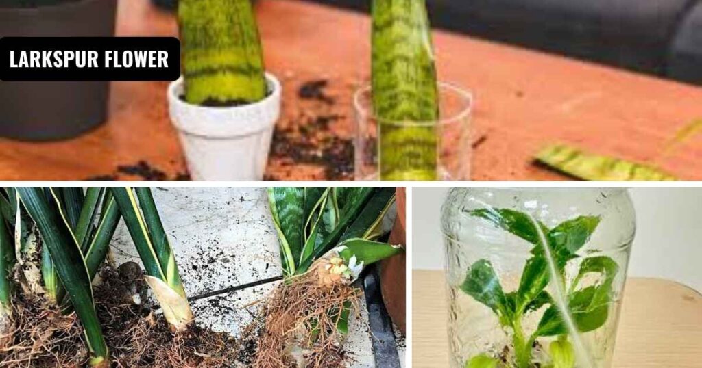 how to propagate snake plant