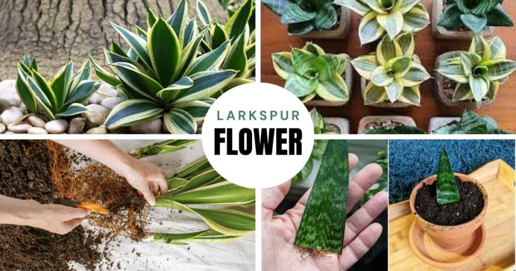 how to propagate snake plant