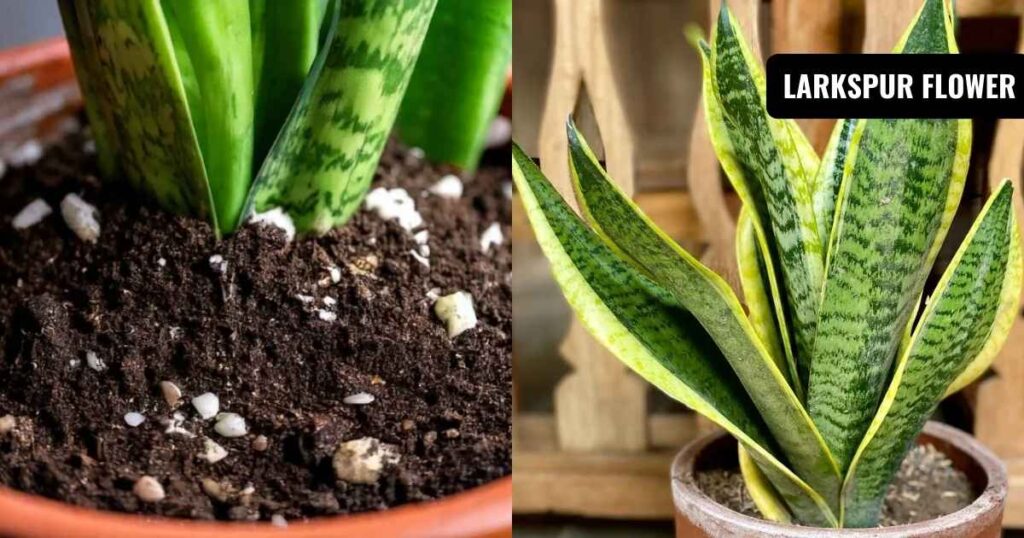how to propagate snake plant