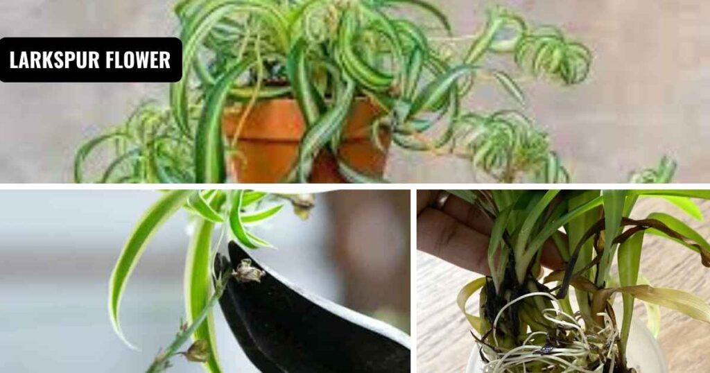 how to propagate spider plant