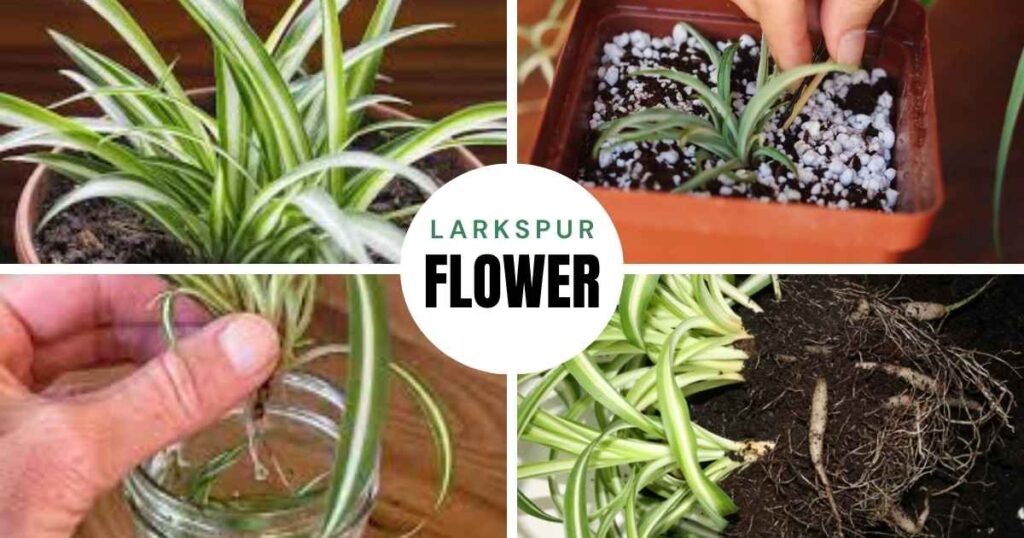 how to propagate spider plant