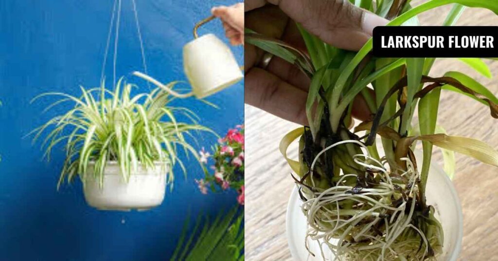 how to propagate spider plant