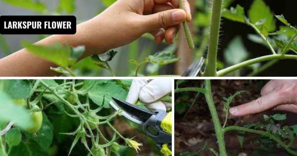 how to prune tomato plants