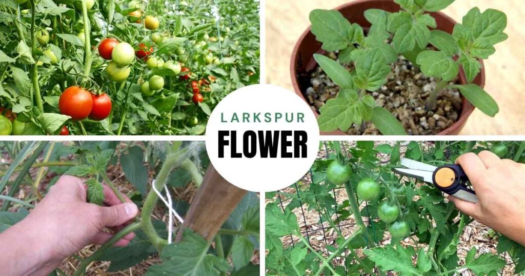 how to prune tomato plants