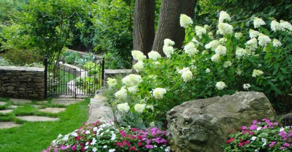 limelight hydrangea