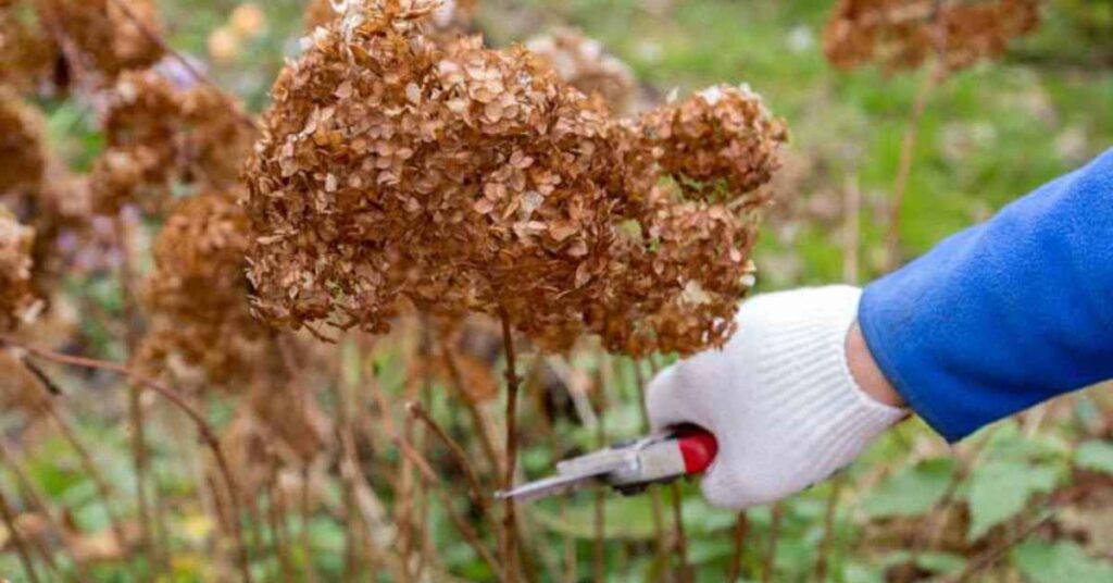 limelight hydrangea pruning