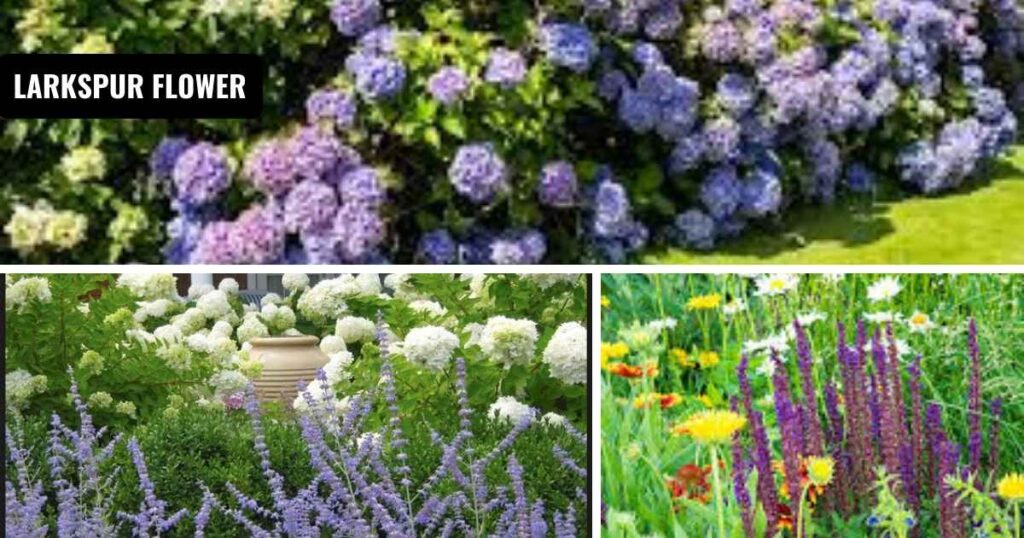 outdoor plants