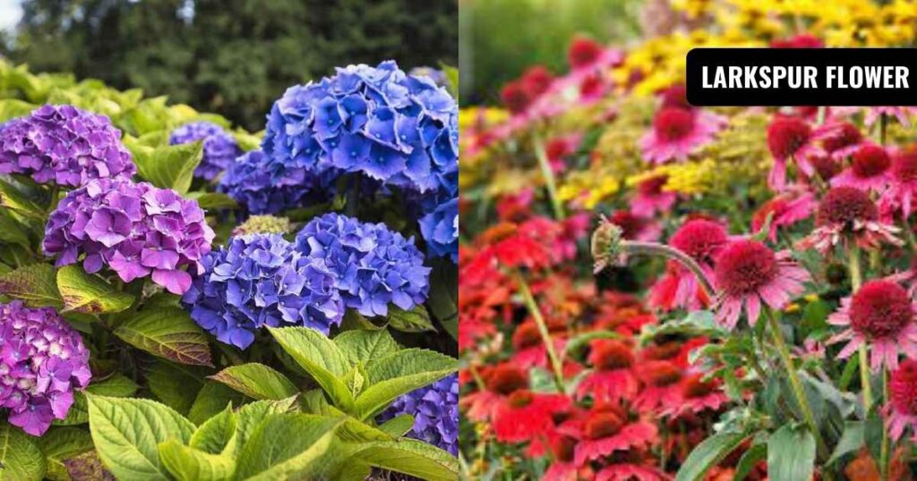 outdoor plants