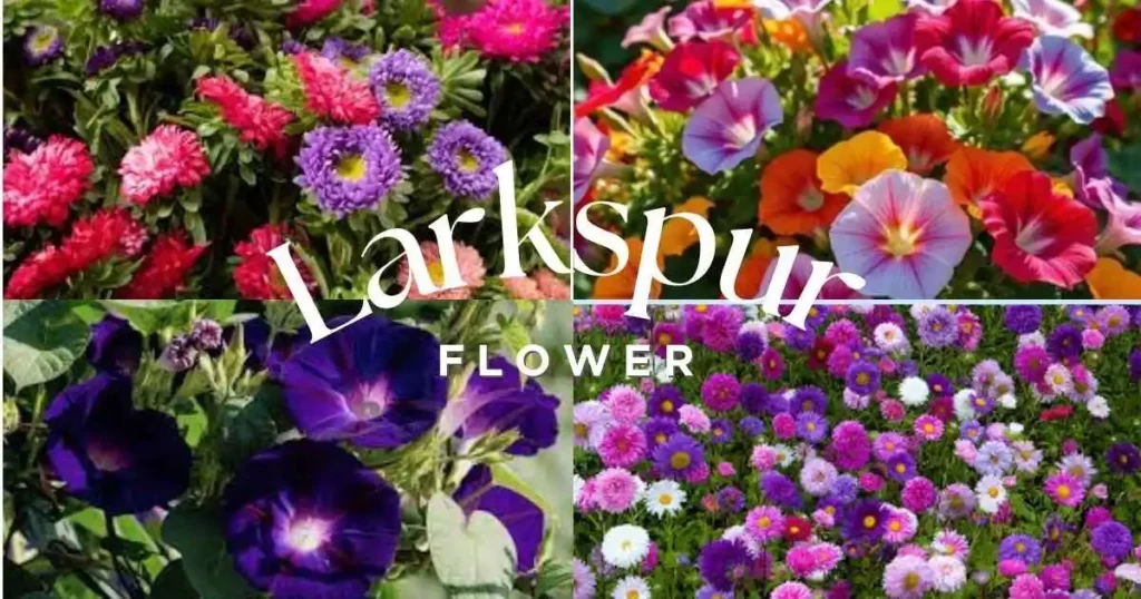 September Birth Flower: Meaning, Care & Gifts september birth flower vibrant aster and morning glory growing in a USA garden