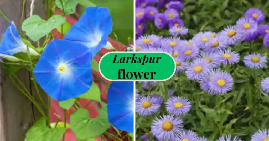 september birth flower aster and morning glory comparison showing color and shape differences