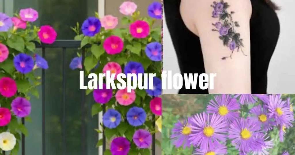 september birth flower tattoo ideas aster and morning glory ink inspiration USA