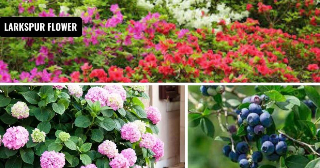 what plants like coffee grounds