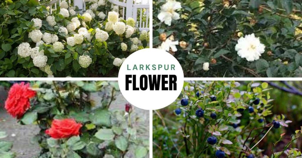 what plants like coffee grounds