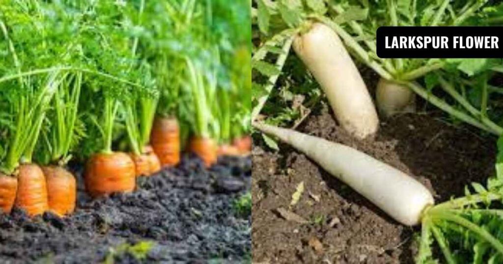 what plants like coffee grounds