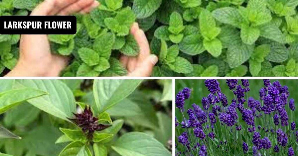 what plants repel mosquitoes