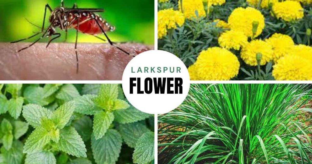 what plants repel mosquitoes
