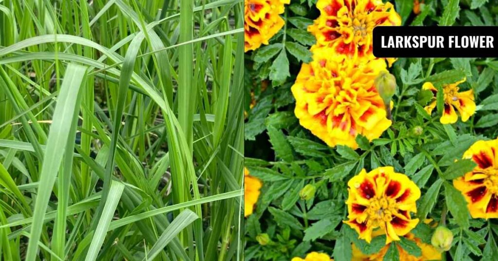 what plants repel mosquitoes