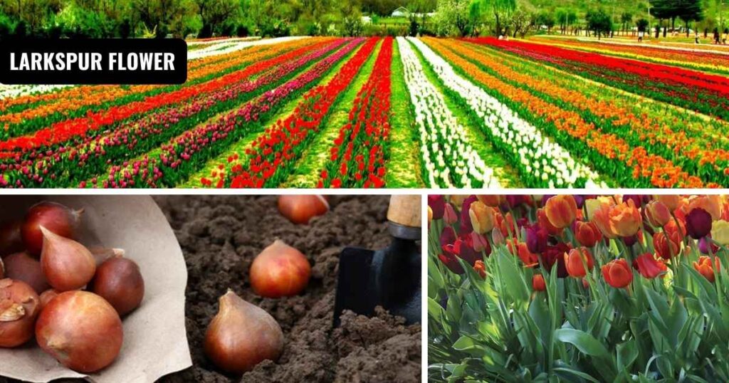 when to plant tulip bulbs
