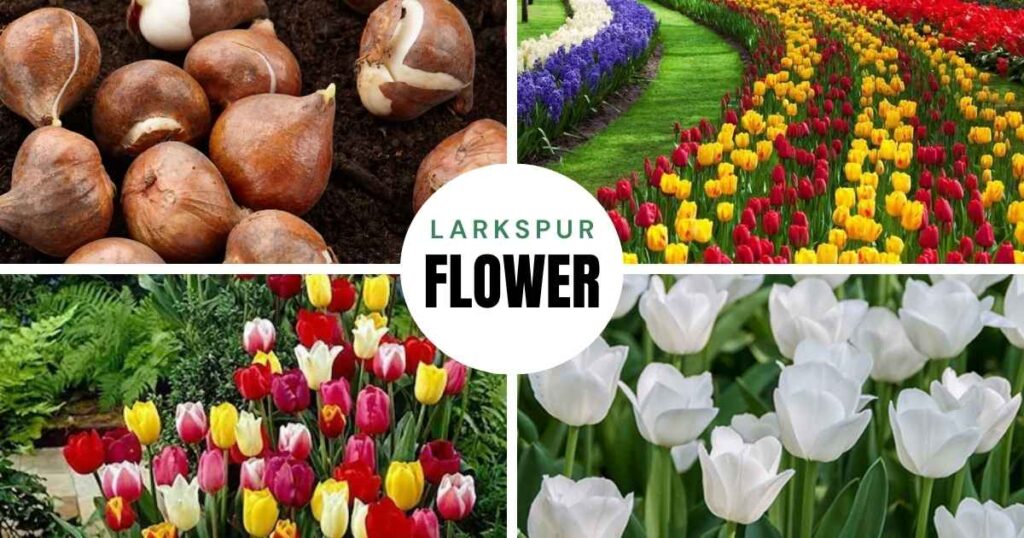 when to plant tulip bulbs