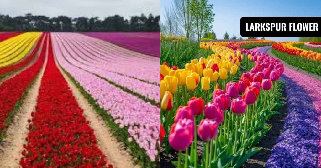 when to plant tulip bulbs