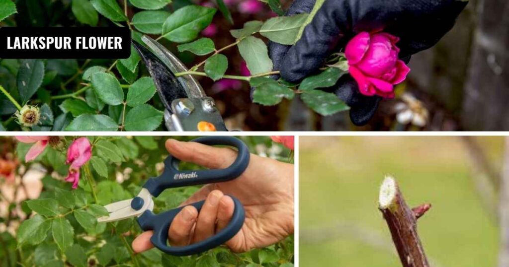 when to prune roses
