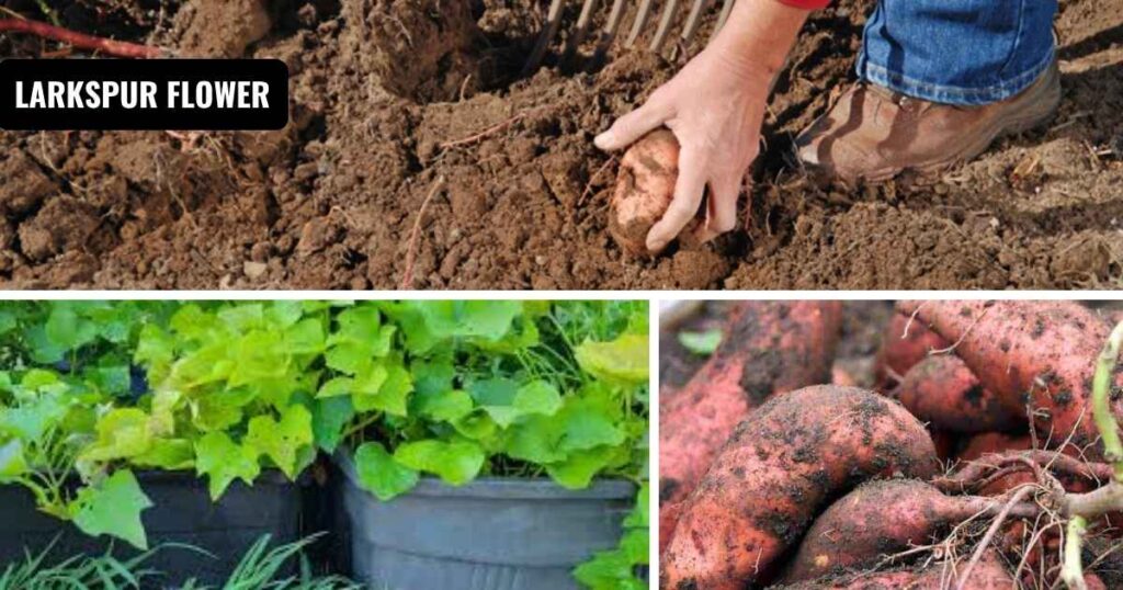 How to grow sweet potatoes: harvesting and storing
