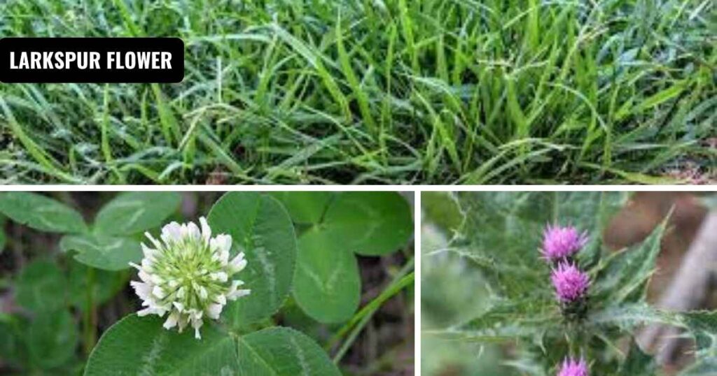 What Does Weed Look Like as a Plant