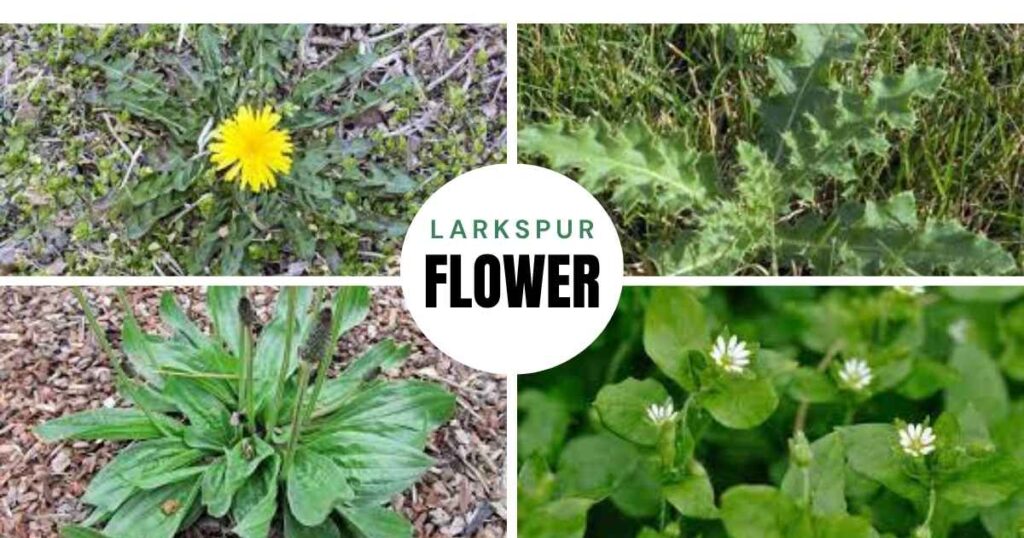 What Does Weed Look Like as a Plant