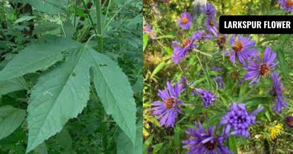 What Does Weed Look Like as a Plant