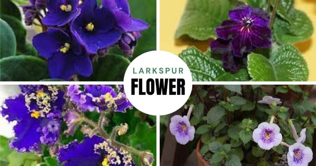 african violet plants for sale