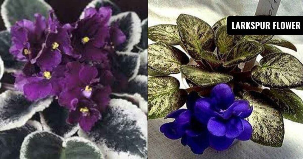 african violet plants for sale