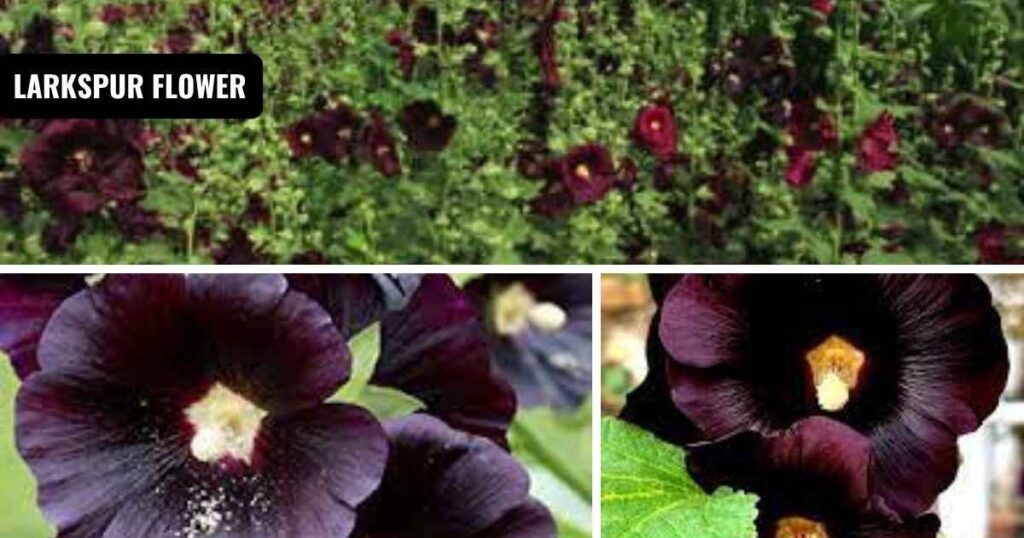 black hollyhock