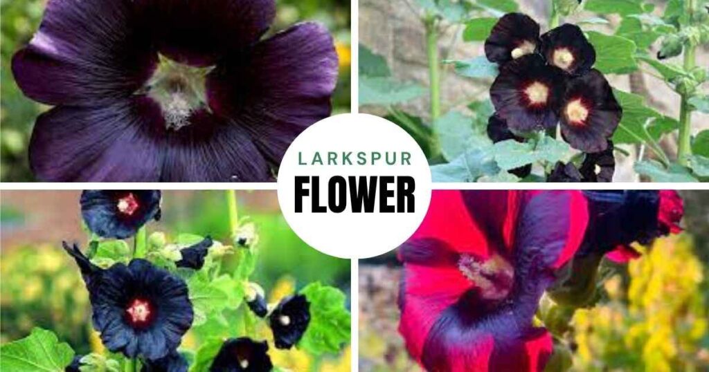 black hollyhock