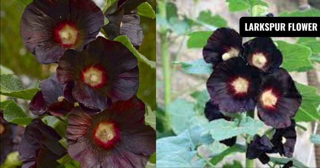 black hollyhock