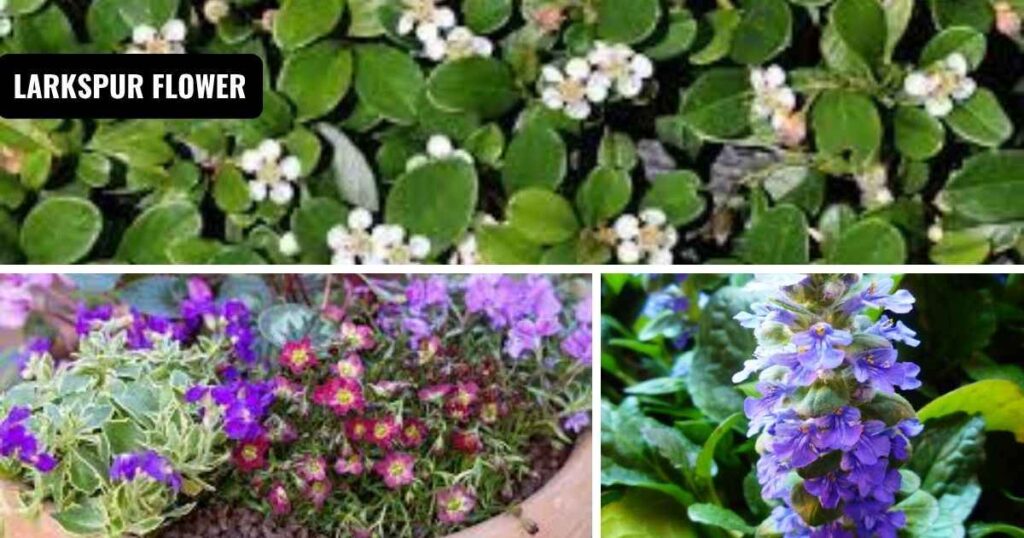 blooming ground cover