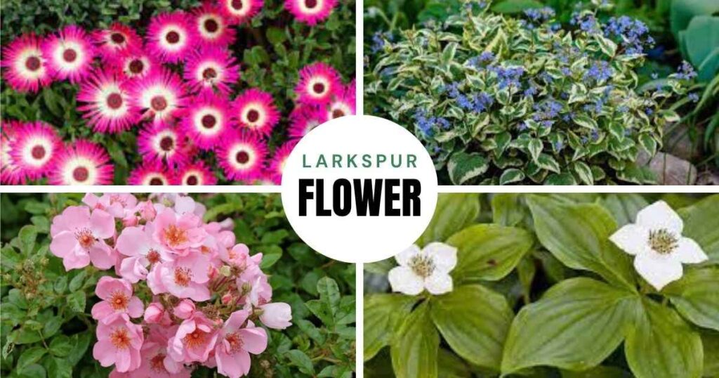 blooming ground cover