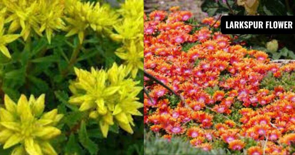 blooming ground cover