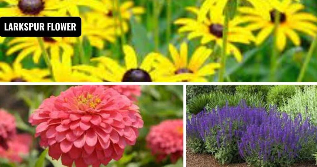 flowers that bloom in summer