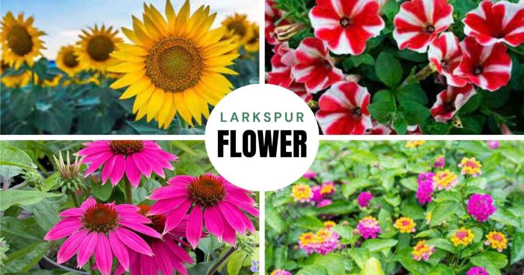 flowers that bloom in summer