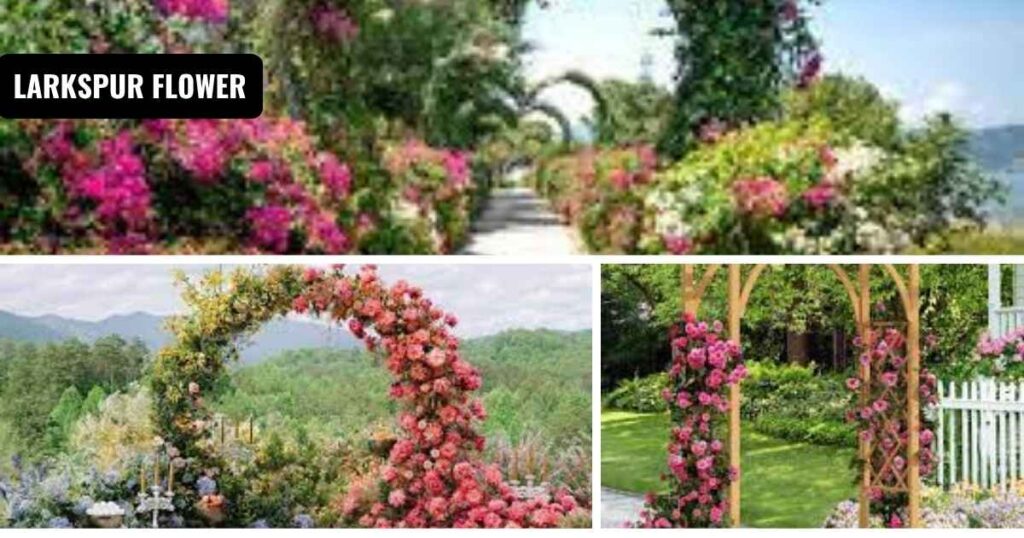 garden arch