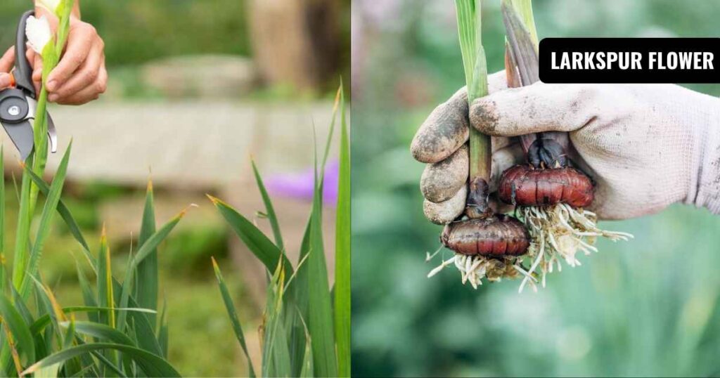 gladiolus flower: deadheading and winter care