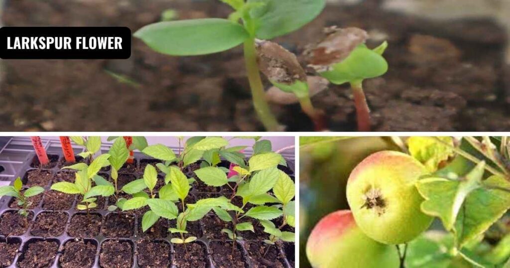 how long does an apple tree take to grow