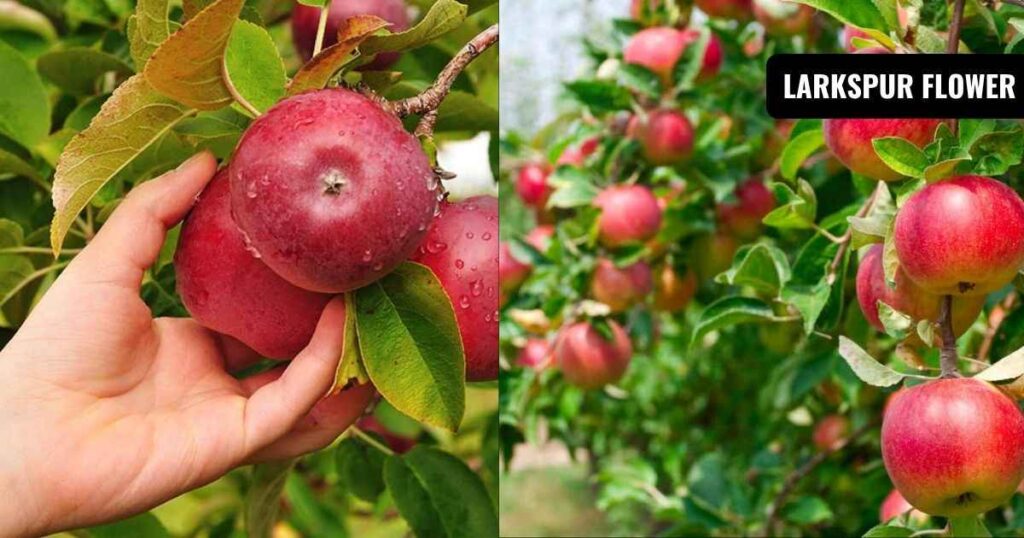 how long does an apple tree take to grow: when will harvest apple